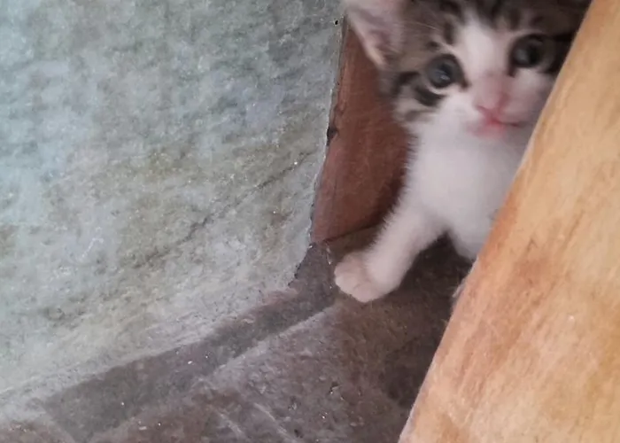 Italiano 3* Synikia Mesi Trikalon